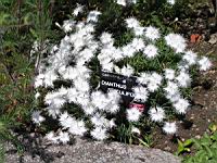 Dianthus Spiculifolius (fam. Caryophyllacees) (01) (Photo F. Mrugala)